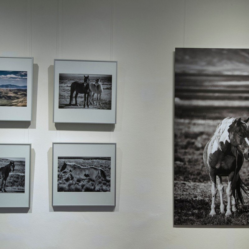 Exhibition wall featuring five photographs, including four smaller images of landscapes and horses in black and
                                 white and color, plus a large black-and-white portrait of a standing horse. (AI-generated alt-text, generated with GPT-4.1-mini)