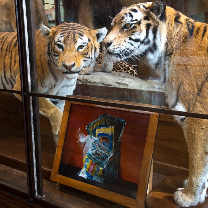 Two taxidermied tigers stand side by side in a glass display case, with a framed photo showing colorful plastic
                                 waste in front. (AI-generated alt-text, generated with GPT-4.1-mini)