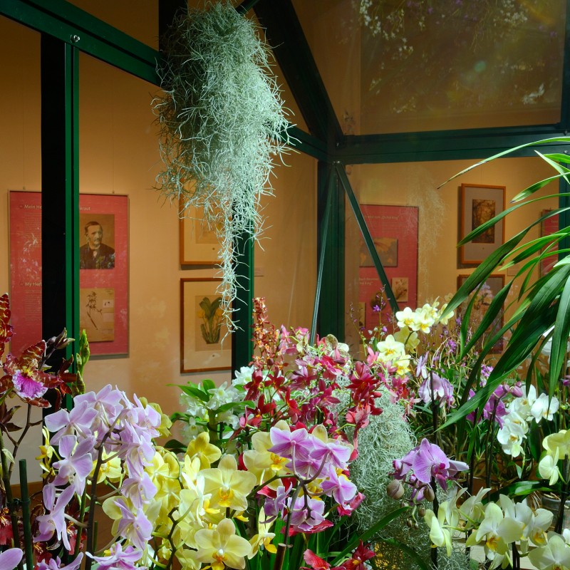 Various blooming orchids in shades of purple, yellow, and white in front of a glass display case with hanging gray-green
                                 moss. Framed botanical illustrations are visible on the wall in the background. (AI-generated alt-text, generated with GPT-4.1-mini)
