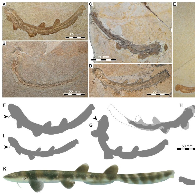 Skelette des Urzeithais Bavariscyllium