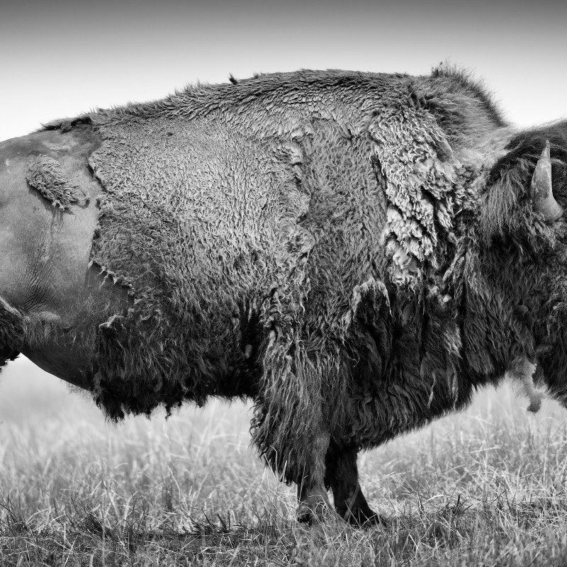 Side view of an American bison on grass, shaggy fur and large build, shown in black-and-white. (AI-generated alt-text,
                                 generated with GPT-4.1-mini)