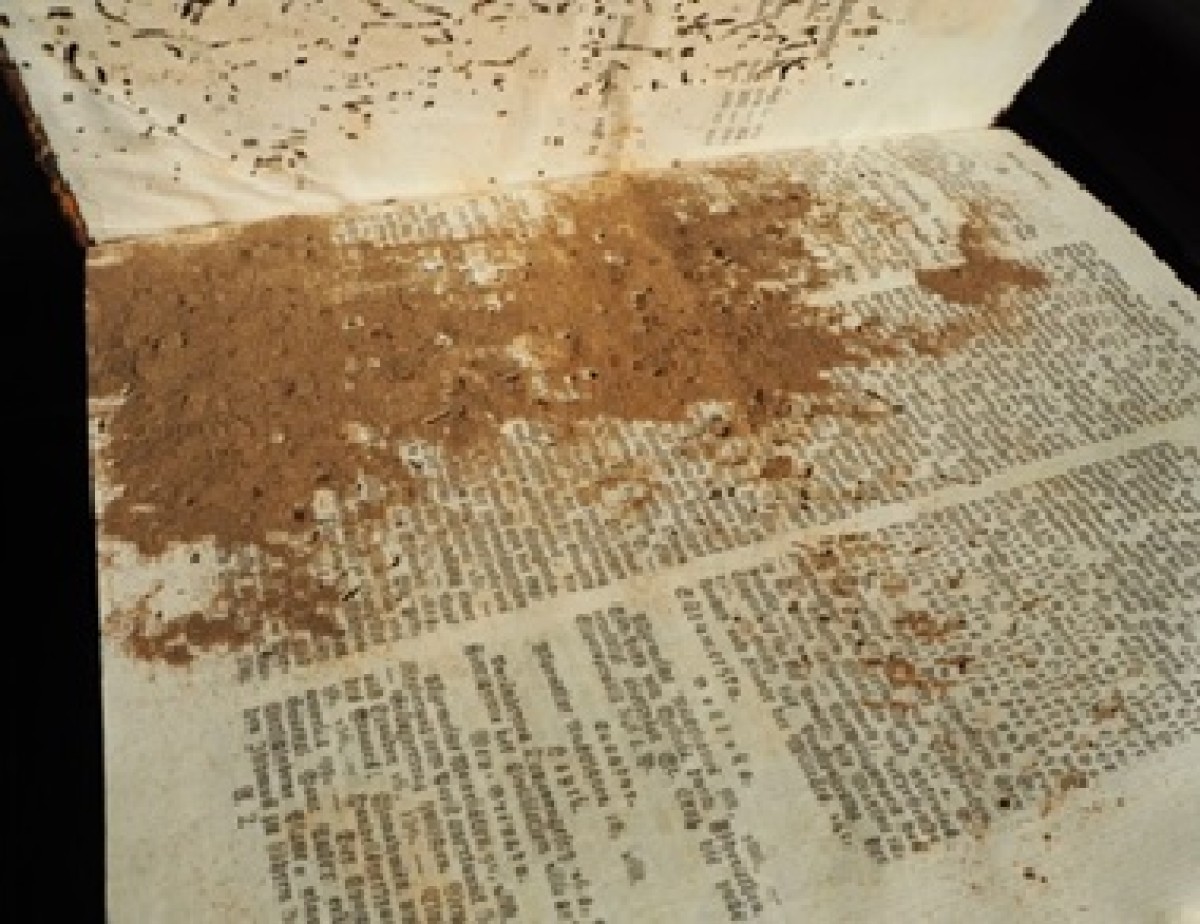 : Schaden von Brotkäfern an einem historischen Buch