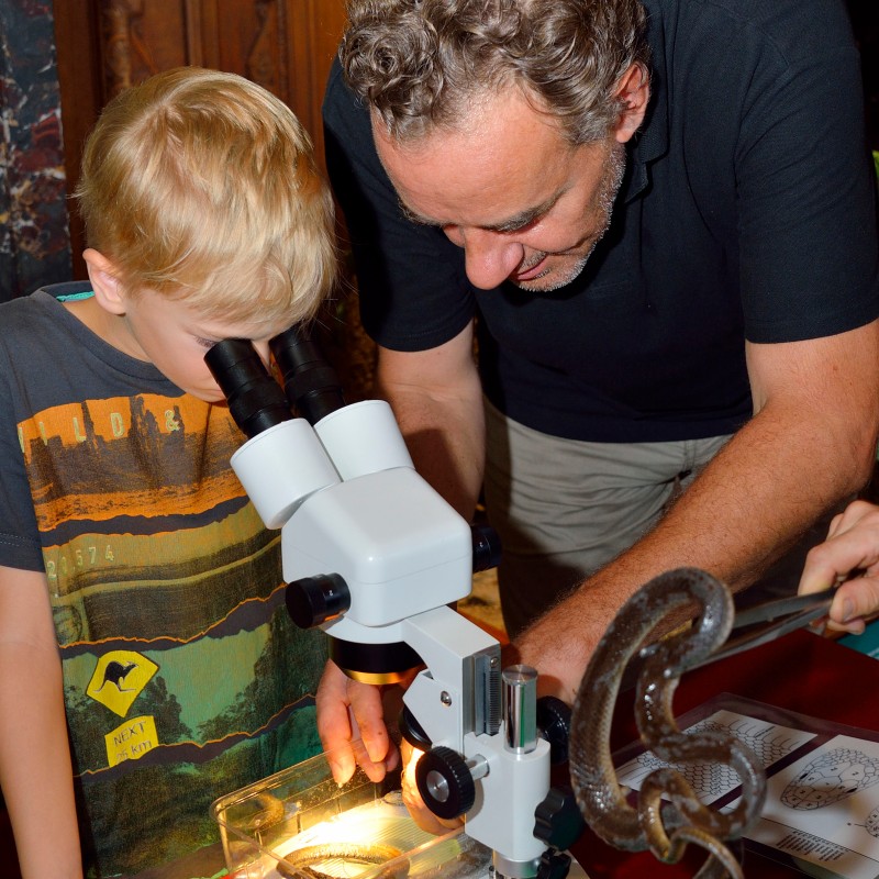 Adult shows a child looking through a microscope how to examine a snake specimen. (AI-generated alt-text, generated
                                 with GPT-4.1-mini)