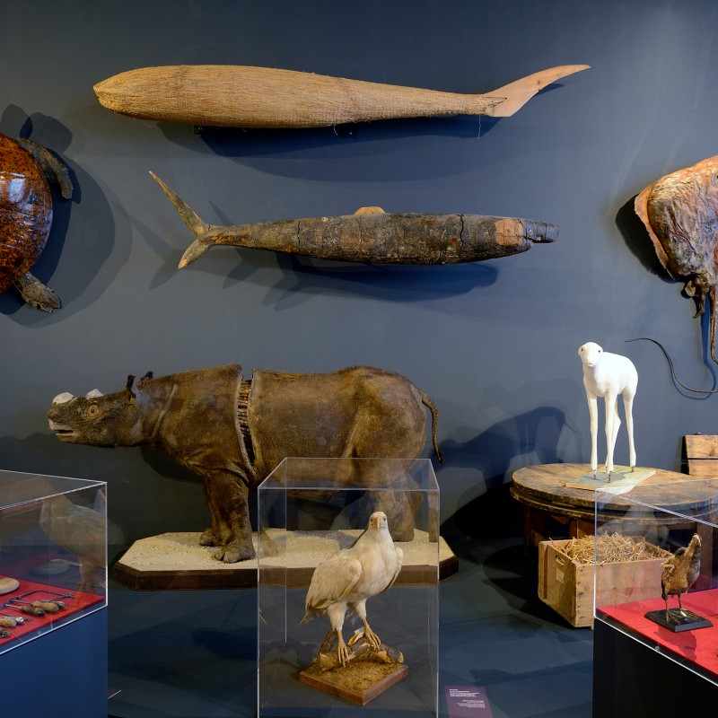 Stuffed
                                 rhinoceros and other preserved animals alongside models, including a turtle, a large fish, and a white animal on a pedestal,
                                 displayed against a dark blue wall. (AI-generated alt-text, generated with GPT-4.1-mini)