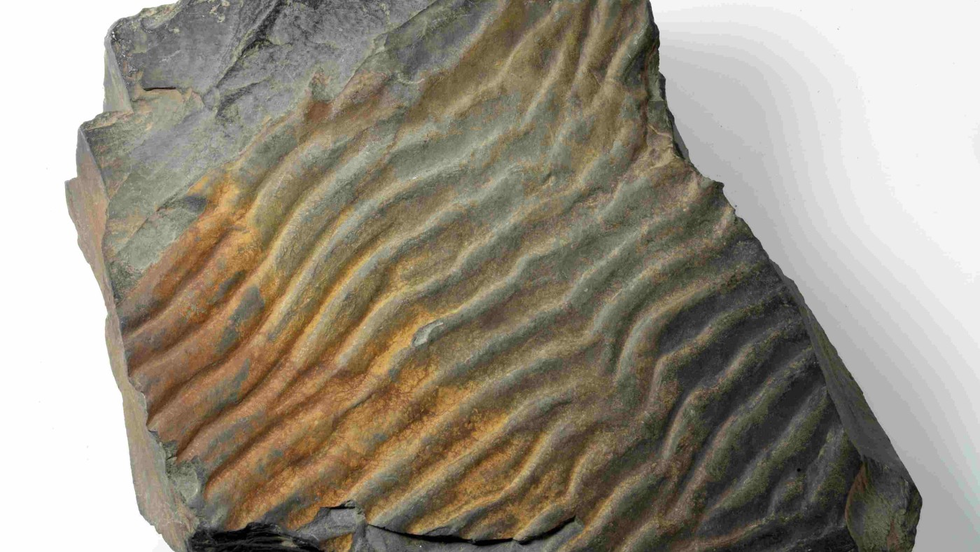 : Versteinerter Schlamm mit Wellenrippeln einer ehemaligen Gezeitenküste (Dubová Hora, Tschechische Republik), Kambrium, 510 Millionen Jahre alt. 
© NHM Wien, Alice Schumacher