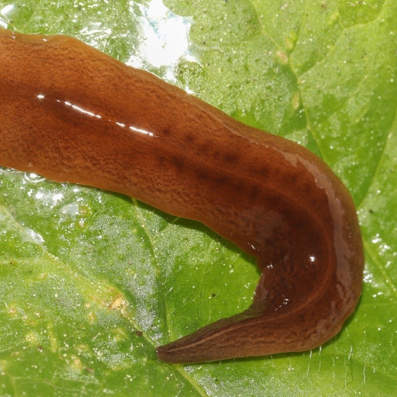 In Österreich gefundenes Exemplar der Plattwurmart Obama nungara. Vorderende rechts.