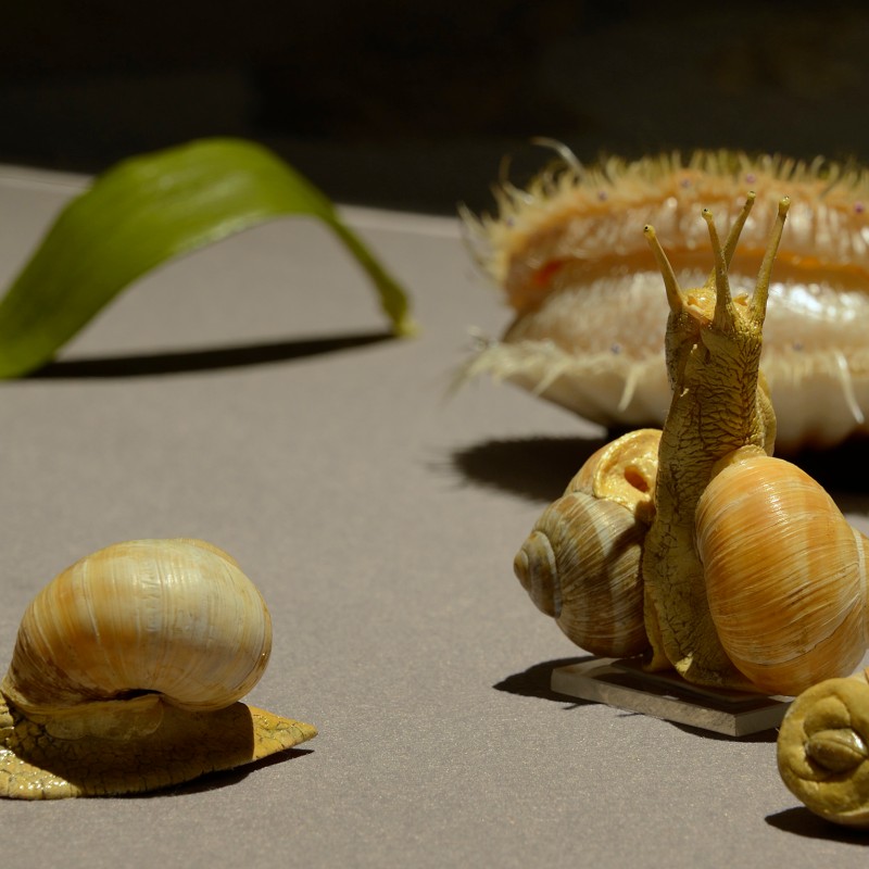 Several yellowish snails with visible shells crawl on a flat surface, with a shell and a green leaf in the background.
                                 (AI-generated alt-text, generated with GPT-4.1-mini)