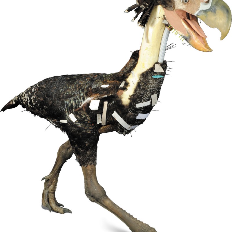 Modell eines Terrorvogels mit kräftigem Schnabel und schwarzen Federn, laufend mit geöffnetem Schnabel dargestellt.
                                 (KI-generierter Alt-Text, erstellt mit GPT-4.1-mini)