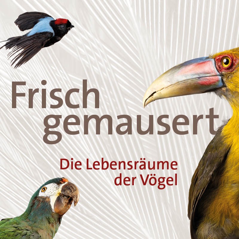 Abbildung von drei Vögeln, im Mittelpunkt der Text: 