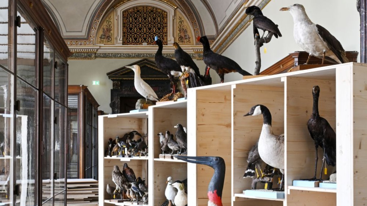 Vogel-Präparate
                                 in einer Kiste im Schausaal