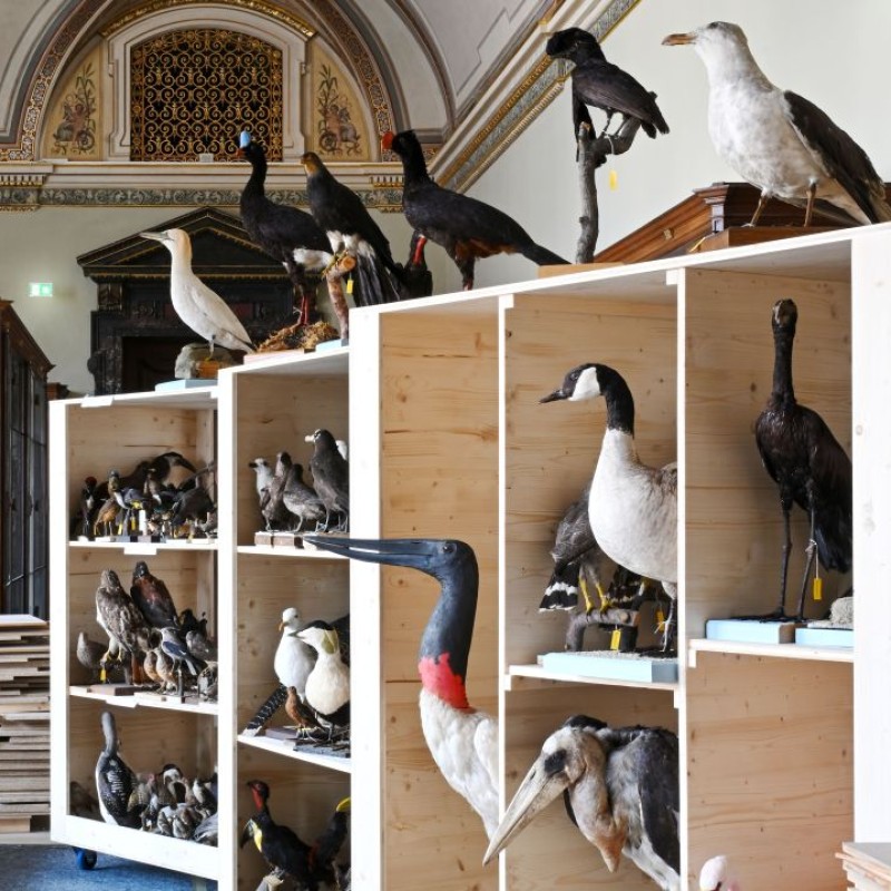 Vogel-Präparate in einer Kiste im Schausaal