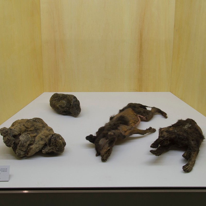 Animal mummies and rocks placed side by side on a display surface inside a showcase. (AI-generated alt-text, generated
                                 with GPT-4.1-mini)