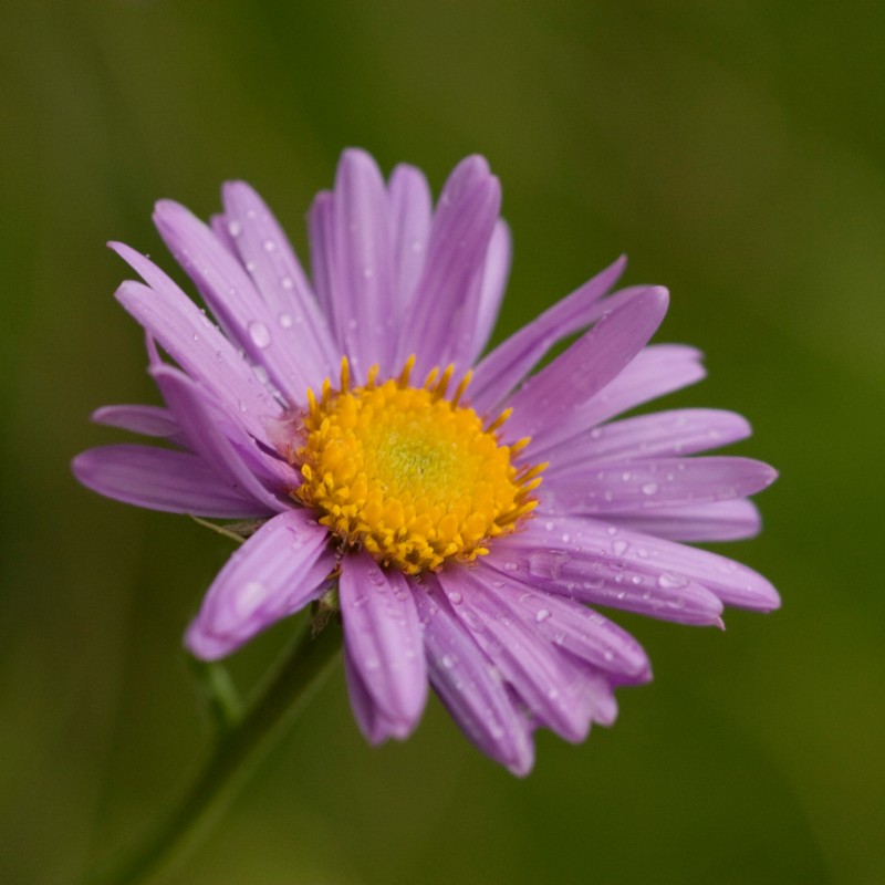Close-up of a violet Aster alpinus flower with a yellow center and water droplets on the petals. (AI-generated alt-text,
                                 generated with GPT-4.1-mini)
