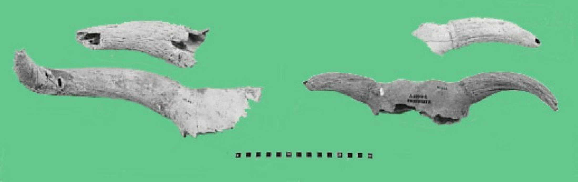 : Mittelneolithische Hausrinder aus Friebritz: Links oben Hornzapfen eines Stieres, darunter Kalotte eines Ochsen, rechts Kalotte und Hornzapfen von Kühen.