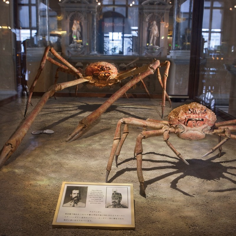 Two Japanese
                                 giant spider crabs with long, slender legs displayed in a glass case at the Natural History Museum Vienna. (AI-generated alt-text,
                                 generated with GPT-4.1-mini)