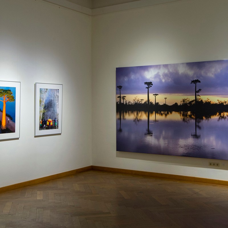 Exhibition
                                 room with several framed photographs on a white wall, including a large panorama of baobab trees by water at sunset. (AI-generated
                                 alt-text, generated with GPT-4.1-mini)