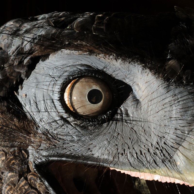 Nahaufnahme eines großen Vogelkopfs mit auffälligem Schnabel und rundem, hellem Auge, das zum Betrachter blickt.
                                 (KI-generierter Alt-Text, erstellt mit GPT-4.1-mini)