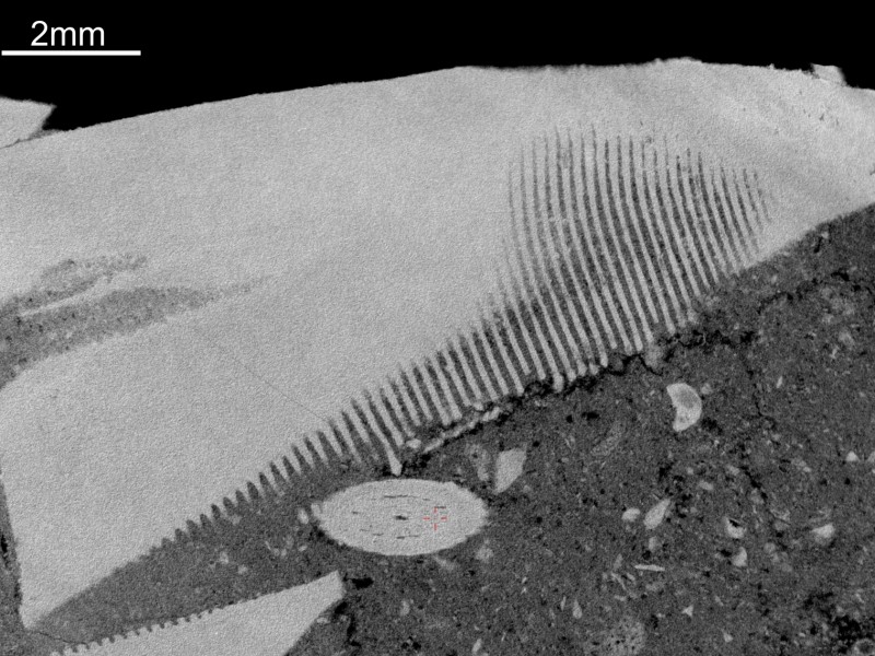 Schnittbild eines fossilen Seeigels zur Untersuchung im Gestein verborgener  Internstrukturen von Fossilien. Quick-Scan (6,7 µm / 20 min): Schnittbild eines fossilen Seeigels zur Untersuchung im Gestein verborgener 
Internstrukturen von Fossilien. Quick-Scan (6,7 µm / 20 min)
