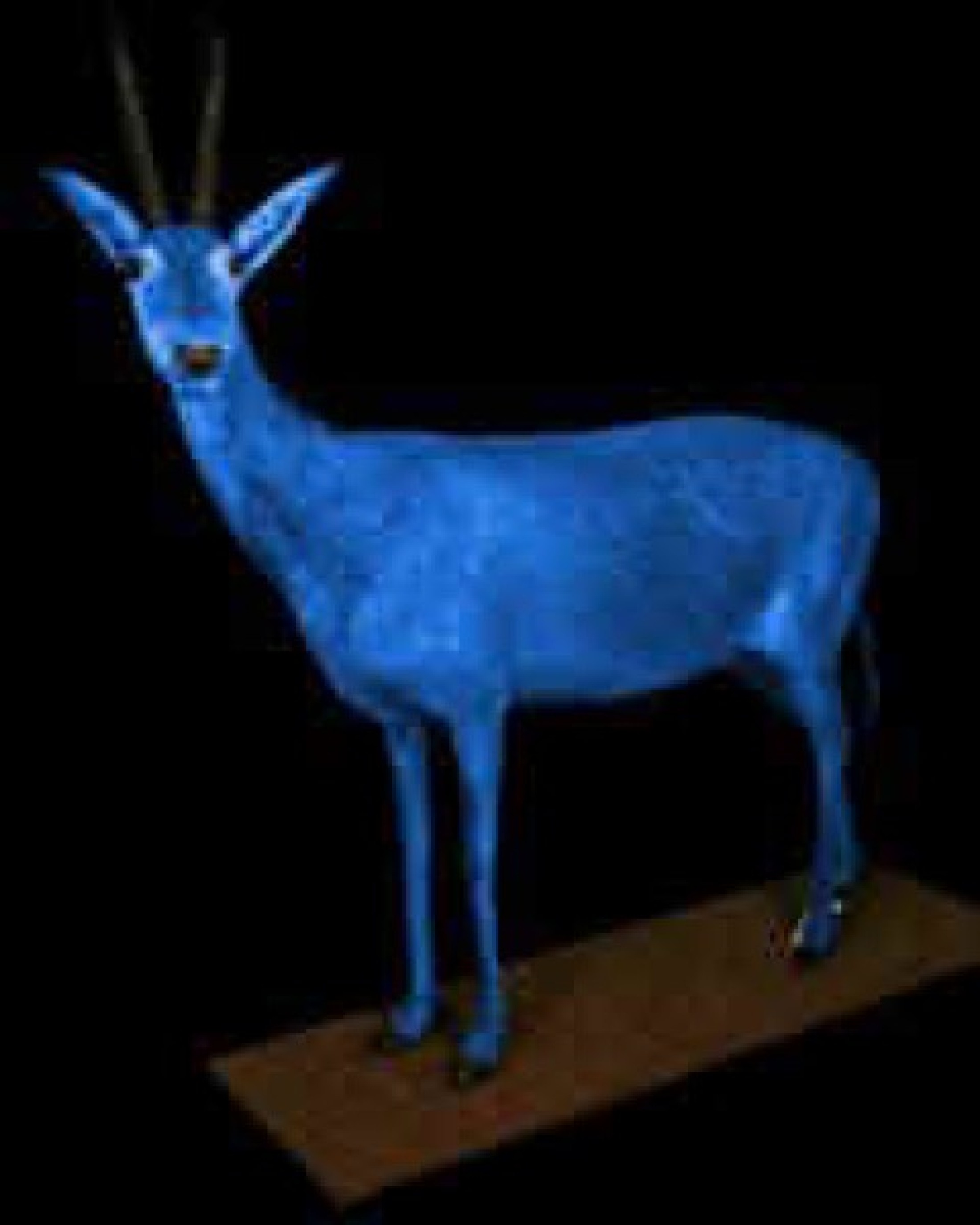 : Blaubock, Hippotragus leucophaeus, Südafrika. Gilt als erstes afrikanisches Säugetier, das in der Neuzeit ausgerottet wurde (um 1800). Unser Exemplar ist das einzige Weibchen unter den vier weltweit existierenden Dermoplastiken.