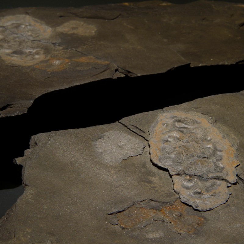 Gesteinsplatten mit eingebetteten fossilen Panzerspuren von Gabonionta, unregelmäßig geformte Oberflächenstruktur.
                                 (KI-generierter Alt-Text, erstellt mit GPT-4.1-mini)