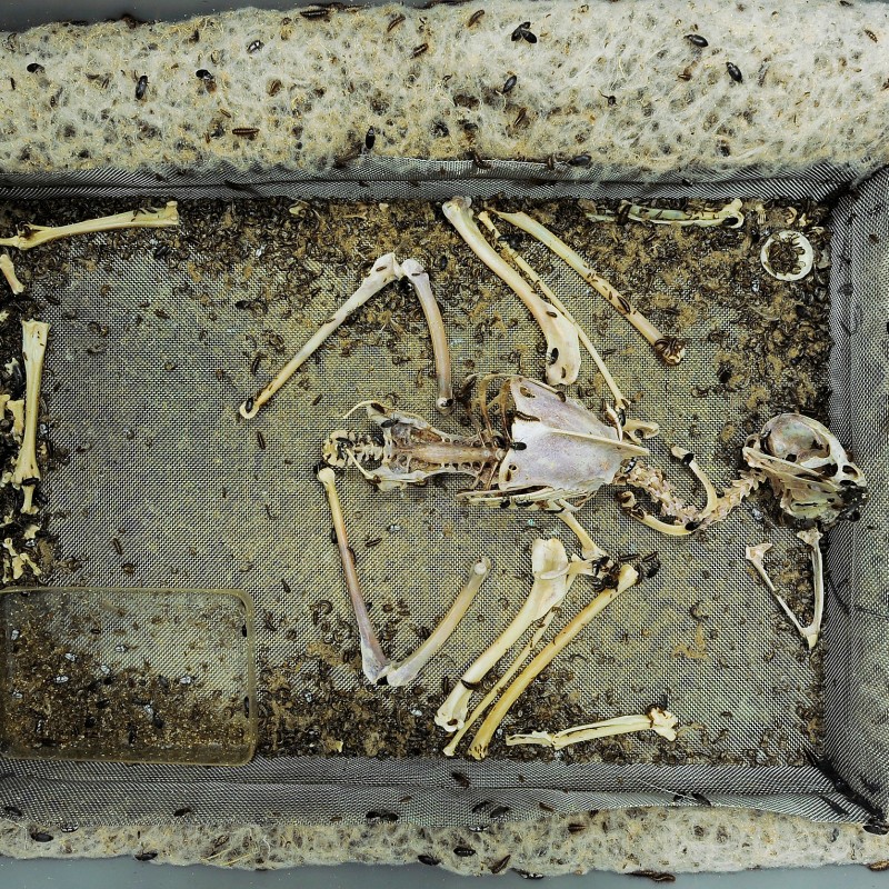 Skeleton of a small bird on a square fabric surface surrounded by numerous small black beetles, next to a Celsius
                                 scale thermometer. (AI-generated alt-text, generated with GPT-4.1-mini)