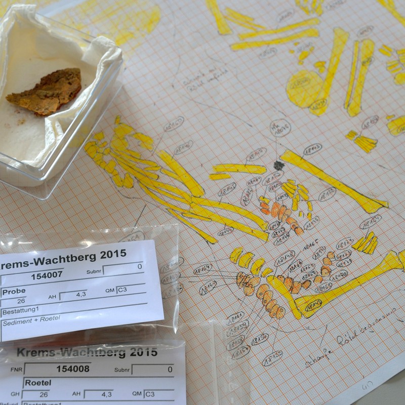 Yellow-marked drawing of human skeletons on graph paper, upper left a shell fragment in a plastic container, front
                                 two labeled sample bags. (AI-generated alt-text, generated with GPT-4.1-mini)
