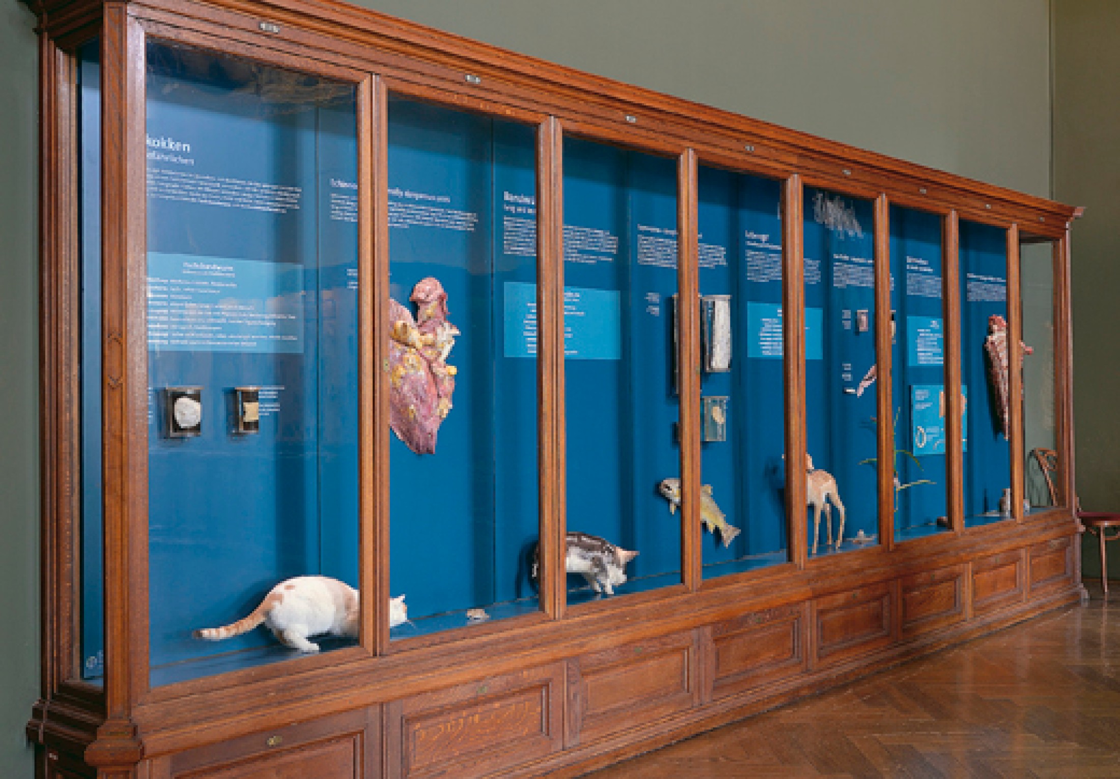 : Holzvitrine mit verschiedenen Tierpräparaten und Informationstafeln, darunter ein Kopf eines Vogels, ein Fisch und weitere Tierteile. (KI-generierter Alt-Text, erstellt mit GPT-4.1-mini)