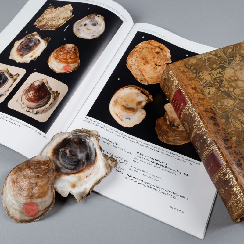 Born-Typenkatalog mit Mollusken