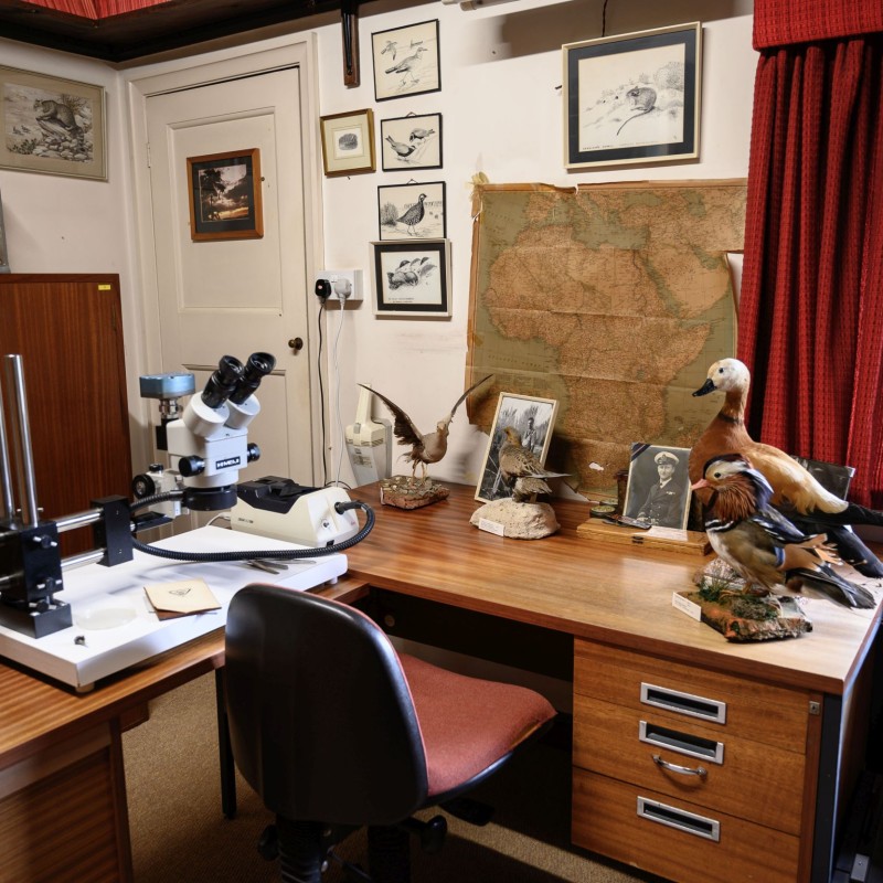 Büro mit Holztischen, Mikroskop, Vogelpräparaten, alter Landkarte, gerahmten Fotos und mehreren Zeichnungen an der
                                 Wand. (KI-generierter Alt-Text, erstellt mit GPT-4.1-mini)