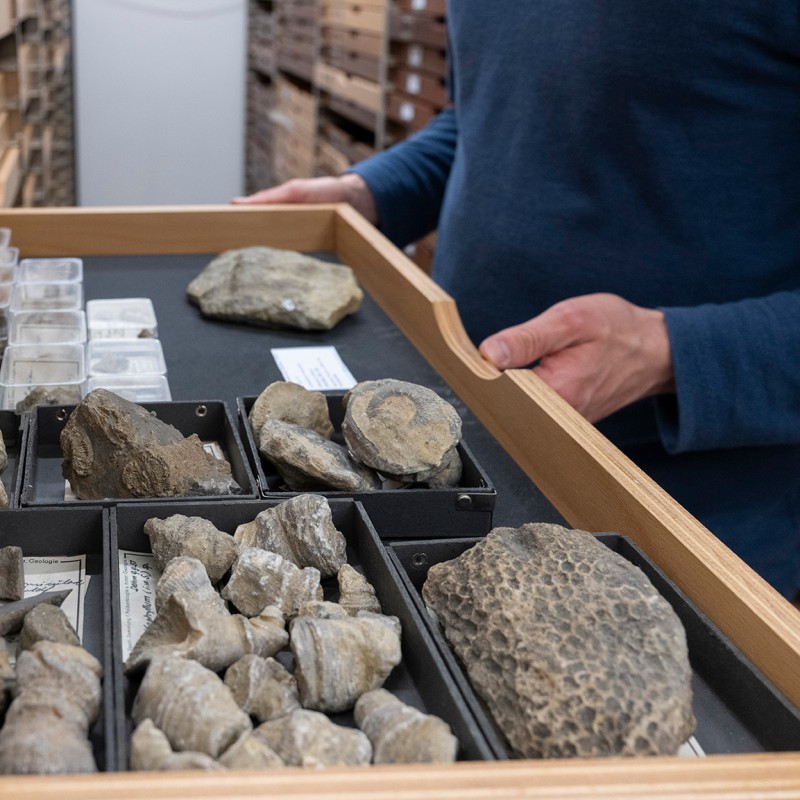 Naturwissenschaftliche Sammlungen wie die Bayerische Staatssammlung für Paläontologie und Geologie in München sind Archive der Biodiversität, die oft Material aus großteils unerforschten Regionen beherbergen