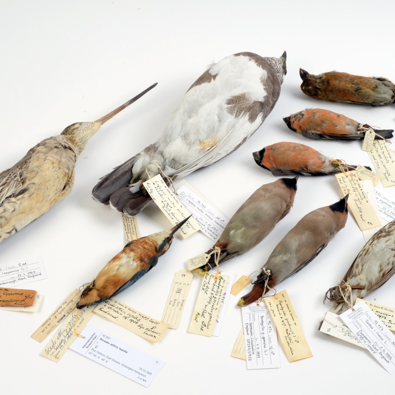 Verschiedene ausgestopfte Vögel mit Etiketten auf weißem Untergrund, nebeneinander liegend (KI-generierter Alt-Text,
                                 erstellt mit GPT-4.1-mini)
