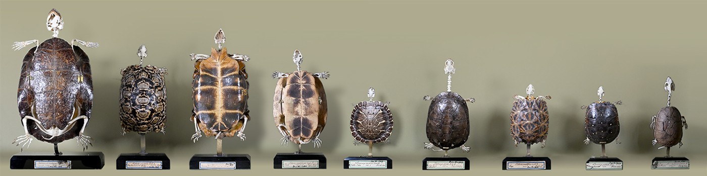 : Die historische Siebenrock-Schildkrötensammlung ist eines der Highlights der Ausstellung © NHM Wien, C. Potter