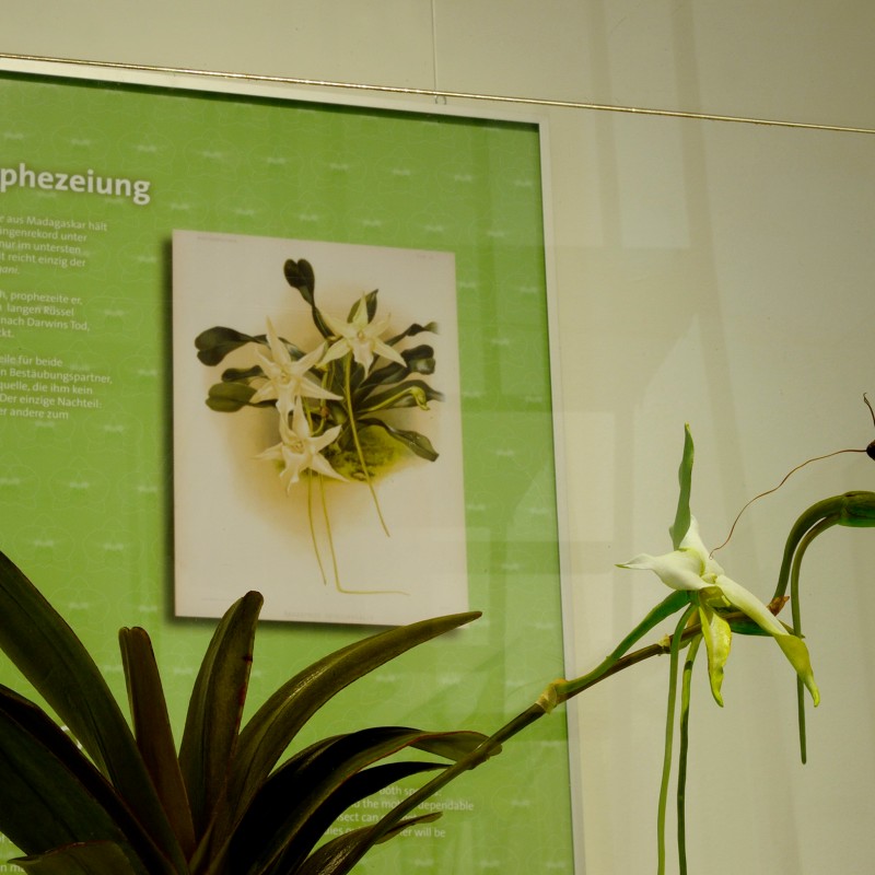 White orchid flowers with a long-tongued butterfly feeding from one bloom. Background includes explanatory text
                                 about Darwin’s prophecy. (AI-generated alt-text, generated with GPT-4.1-mini)