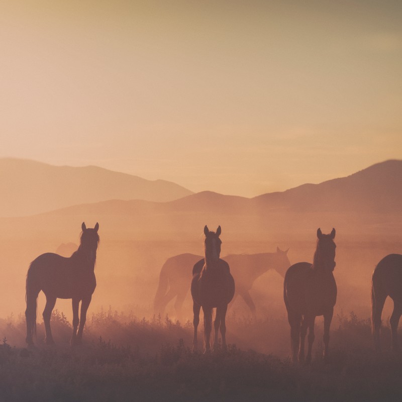 Four mustangs stand in a dusty landscape at sunset, with mountains and haze in the background. (AI-generated alt-text,
                                 generated with GPT-4.1-mini)