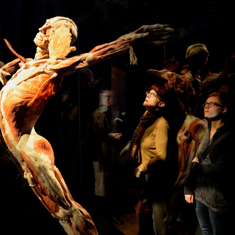 Zwei Personen betrachten eine plastinierte menschliche Figur mit ausgestreckten Armen in dramatischer Pose. (KI-generierter
                                 Alt-Text, erstellt mit GPT-4.1-mini)