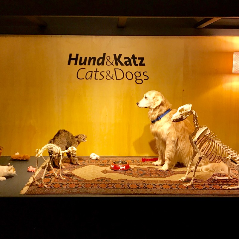 Large dog with multiple cat figures and mounted animal skeletons on a carpet, stylized living room decor with floor
                                 lamp, wall text 'Hund&Katz Cats&Dogs'. (AI-generated alt-text, generated with GPT-4.1-mini)
