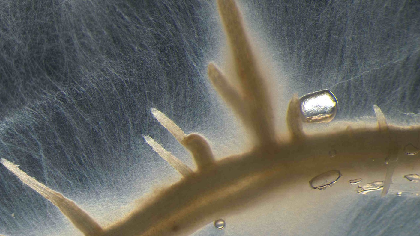 : Mykorrhiza: Die Lebensgemeinschaft zwischen Wurzeln und Pilzen
zählt zu den bedeutendsten Symbiosen der Welt. 
© Stephanie Werner / Julius Kühn-Institut (JKI)