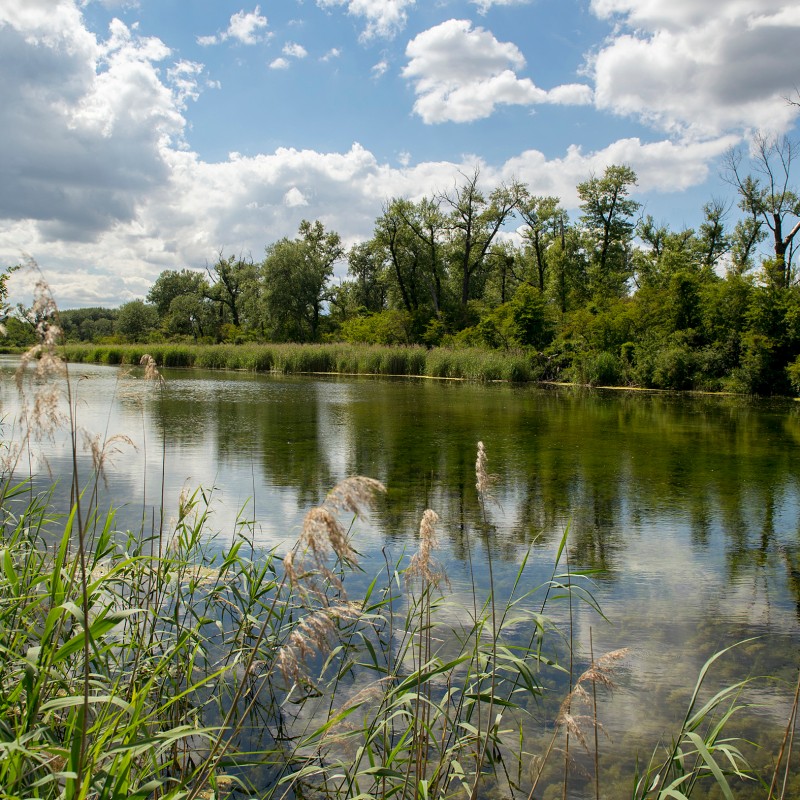 River in the Lobau with green plants on the shore and trees in the background under a partly cloudy sky (AI-generated
                                 alt-text, generated with GPT-4.1-mini)
