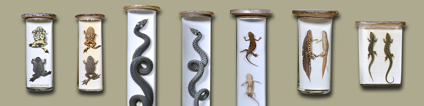 : The exhibition shows the diversity of amphibians and reptiles © NHM Vienna, Chloe Potter