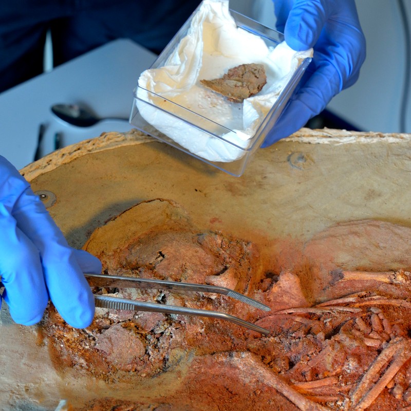 Person wearing blue gloves uses tweezers over fragments of bone and soil in an excavation mold, next to a small
                                 container with white cloth. (AI-generated alt-text, generated with GPT-4.1-mini)