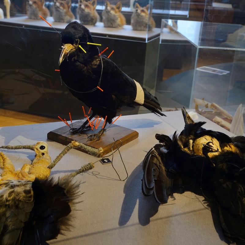 Bird specimens on museum table with colored pins on wings, head, and legs, displayed behind glass, stuffed animal
                                 heads in background. (AI-generated alt-text, generated with GPT-4.1-mini)