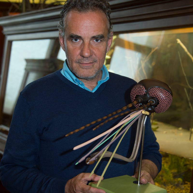 Man with a serious expression holding a model of an insect head with extended antennae and large, rounded compound
                                 eyes. (AI-generated alt-text, generated with GPT-4.1-mini)