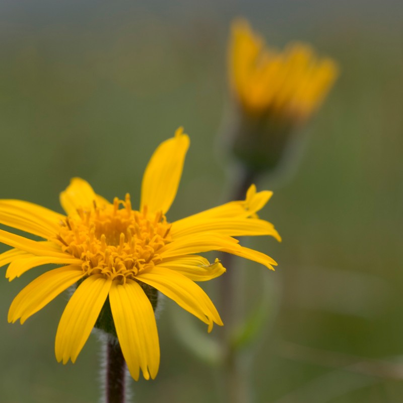 Gelbe Blüte der Arnika mit schmalen Blütenblättern, im Hintergrund unscharfe zweite Blüte vor grünem Feld. (KI-generierter
                                 Alt-Text, erstellt mit GPT-4.1-mini)