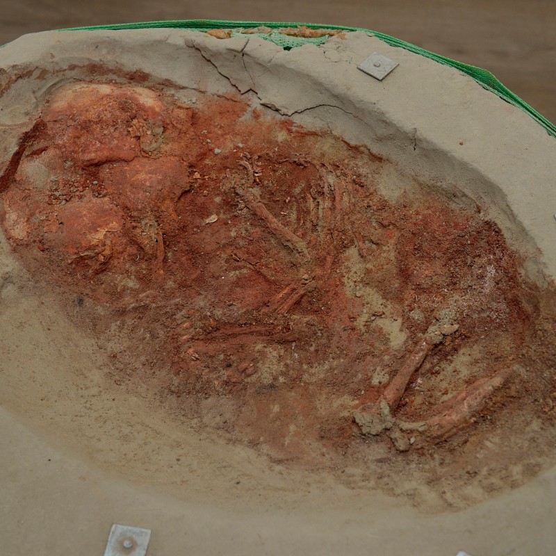 Partially exposed human skeleton in a light-colored soil layer, bones and earth stained reddish-brown. (AI-generated
                                 alt-text, generated with GPT-4.1-mini)