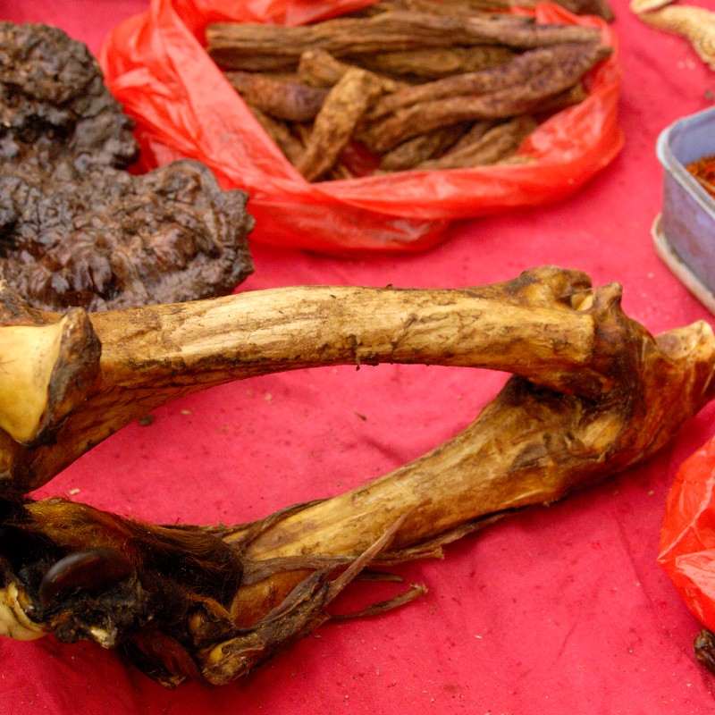 Große Tierknochen mit kräftigen Krallen, daneben verschiedene Naturprodukte und getrocknete Pflanzen auf rotem Tuch.
                                 (KI-generierter Alt-Text, erstellt mit GPT-4.1-mini)