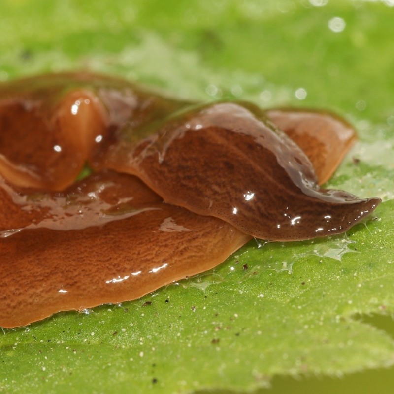 In Österreich gefundenes Exemplar der Plattwurmart Obama nungara. Vorderende rechts.