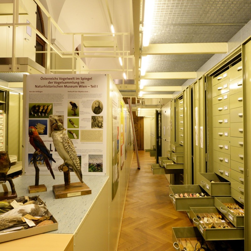 Ansicht eines Museumsarchivs mit geöffneten Schubladen voller Vogelfedern und ausgestopften Vögeln auf einem Tisch.
                                 Im Hintergrund beschriftetes Poster und Vogelpräparate. (KI-generierter Alt-Text, erstellt mit GPT-4.1-mini)