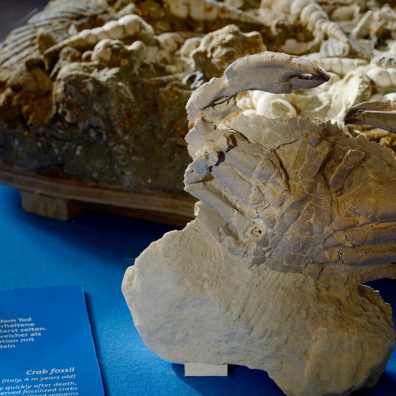 Fossilized crab with raised claws mounted on a display platform with blue informational card nearby. (AI-generated
                                 alt-text, generated with GPT-4.1-mini)