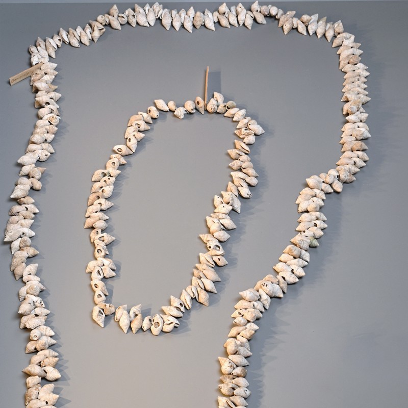 Durchlochte
                                 Columbella rustica Schnecken aus dem frühbronzezeitlichen Gräberfeld Gemeinlebarn (Niederösterreich)