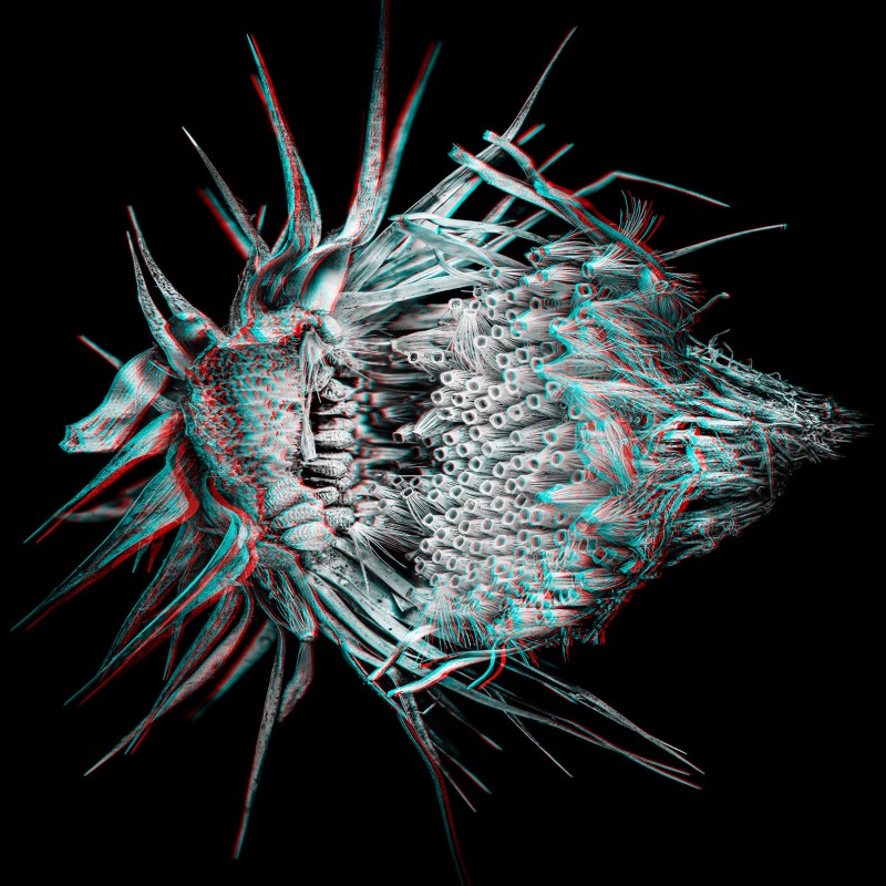 3D-Fotografie einer Distel
